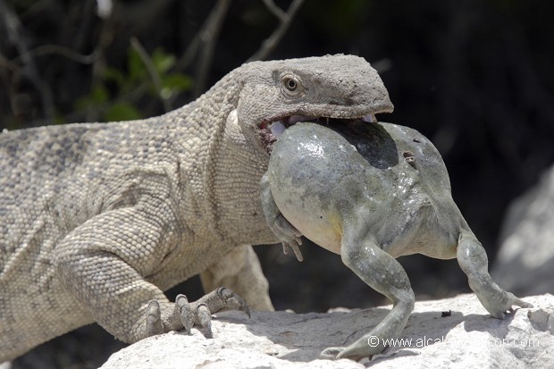 Gros appétit