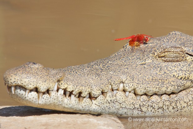 Libellule et crocodile du Nil