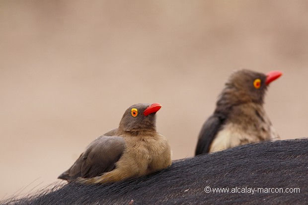 PIQUE BOEUF A BEC ROUGE (buphagus erithrorhynchus)