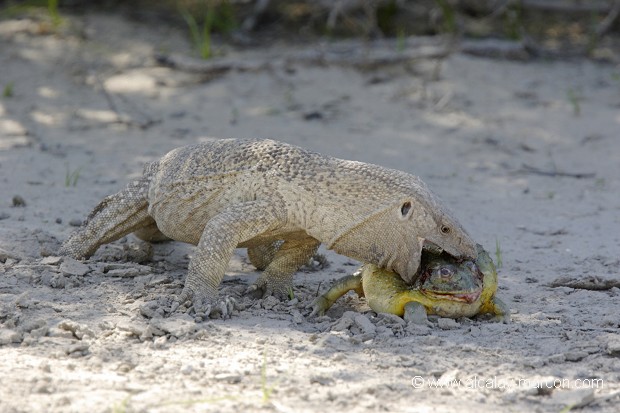 Varan du Nil et Grenouille Taureau