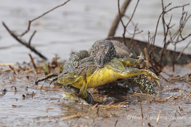 Varan du Nil et Grenouille Taureau accouplée