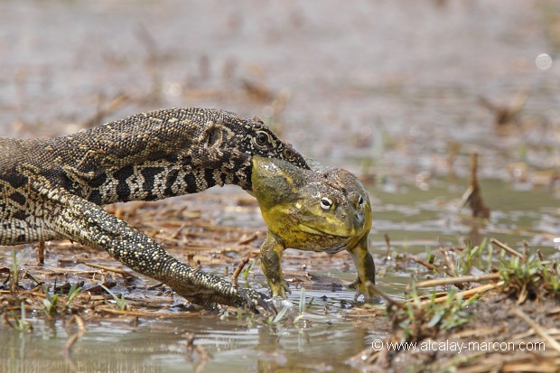 Varan du Nil et Grenouille Taureau