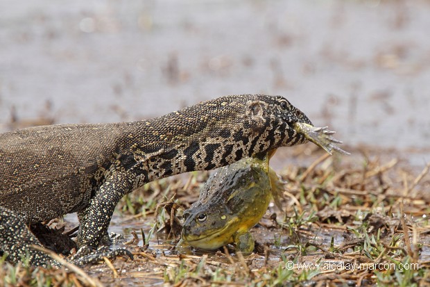 Varan du Nil et Grenouille Taureau