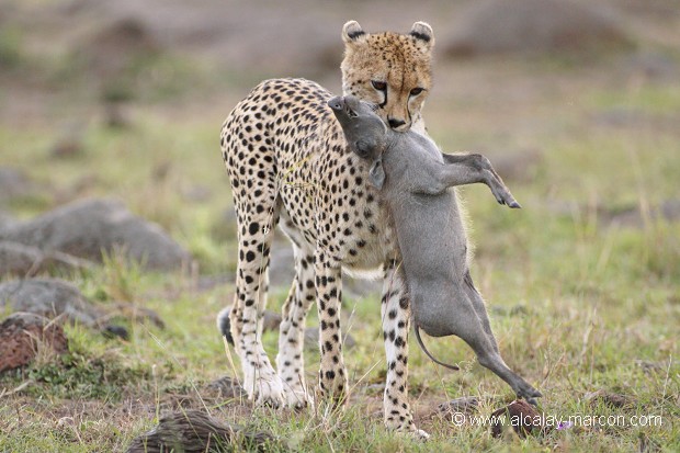 Guépard et jeune phacochère