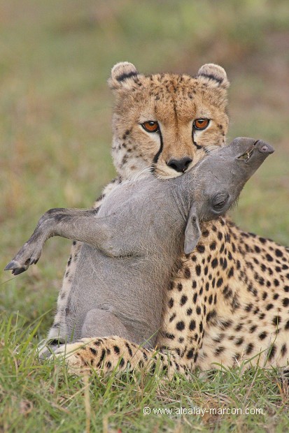 Guépard et jeune phacochère (acynonyx jubatus et phacochoerus aethiopicus)