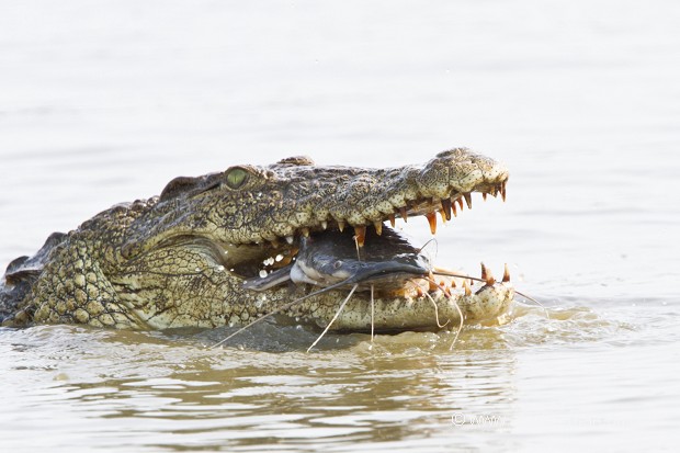 Crocodile du Nil (Crocodylus niloticus)