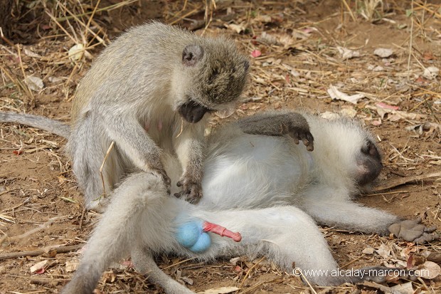Toilettage d'un vervet mâle