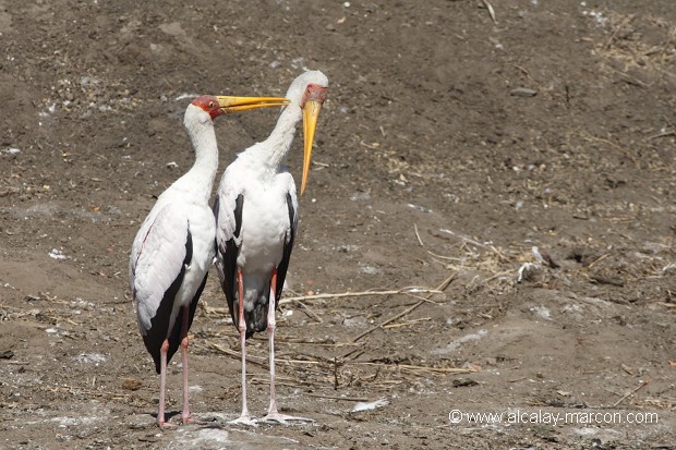 Tantale Ibis