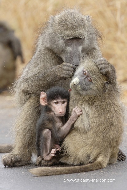 Babouins chacma