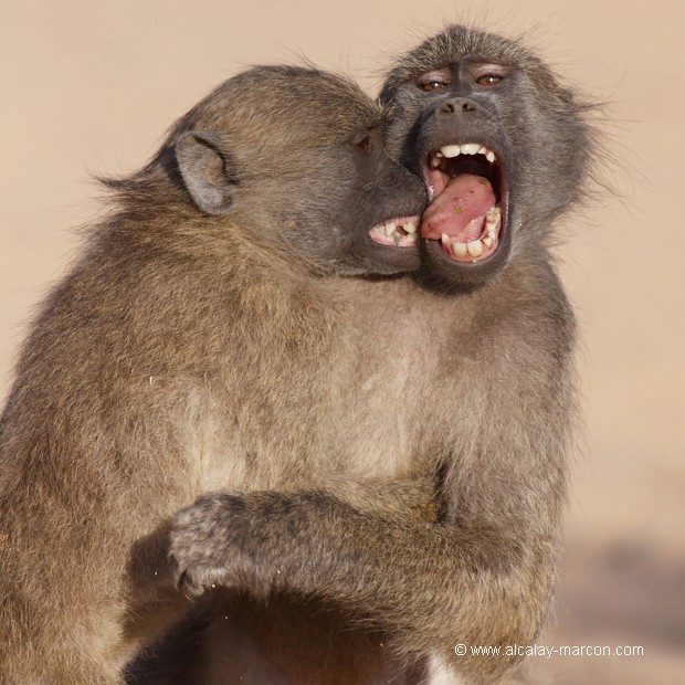 Mors aux dents