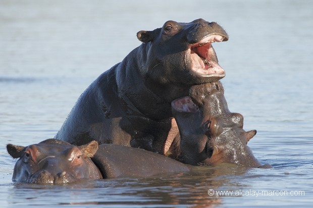 Hippopotames (hippopotamus amphibius)