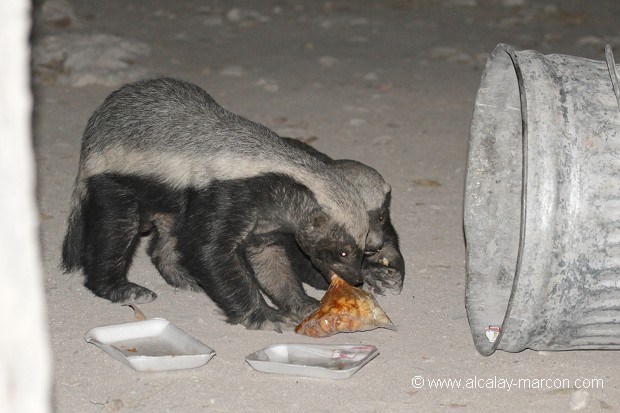 Ratel explorant les poubelles d'un camping la nuit