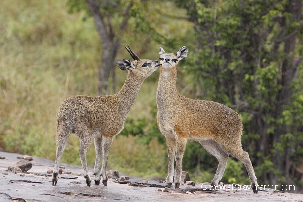 Couple de Klipspringers