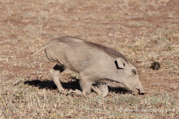 Jeune phacochère à 3 pattes