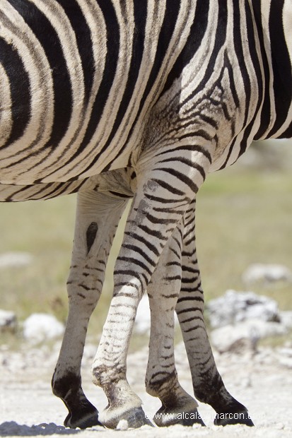 Zèbre de Burchell (Equus burchelli)