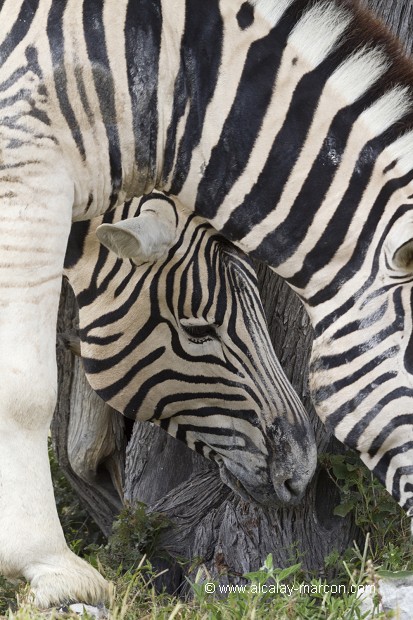 Zèbre de Burchell (Equus burchelli)