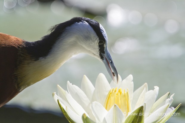 Jacana africain (Actophilornis africanus)