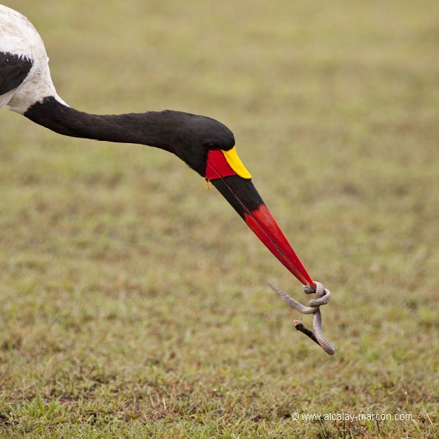 Jabiru du sénégal capturant un serpent