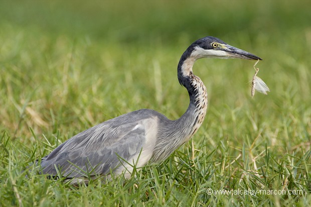 HERON CENDRE (ardea cinerea)