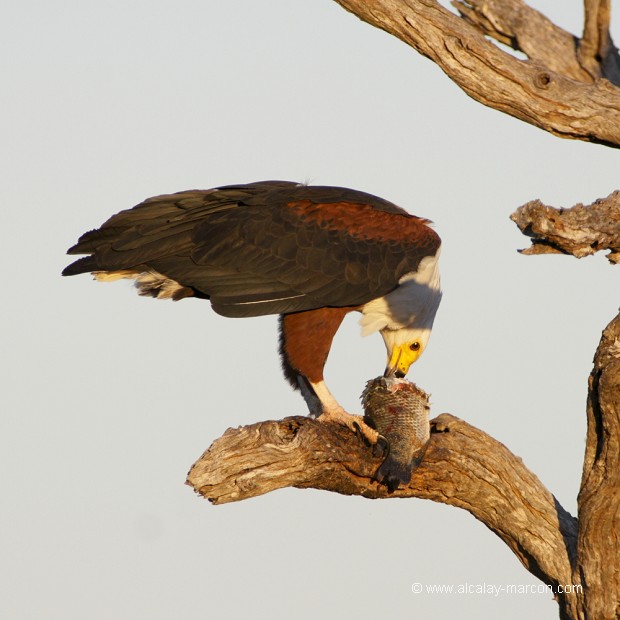 PYGARGUE VOCIFER (haliaeetus vocifer)