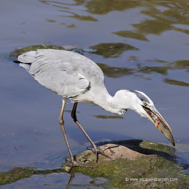 HERON CENDRE ( ardea cinerea)