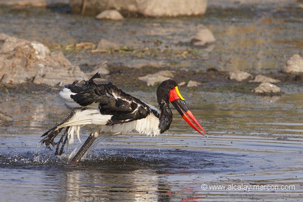 Jabiru du sénégal prenant son bain