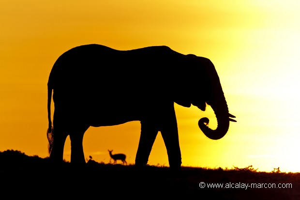 Eléphant d'Afrique