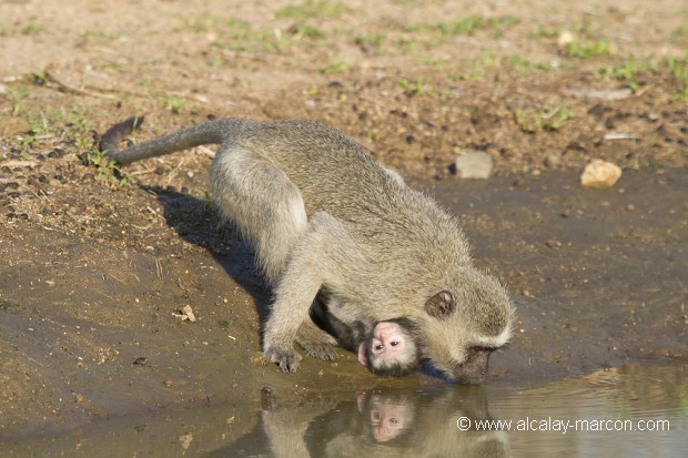 Vervet (Cercopithecus aethiops)