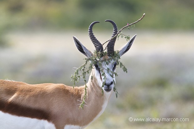 Springbok (Antidorcas marsupialis)
