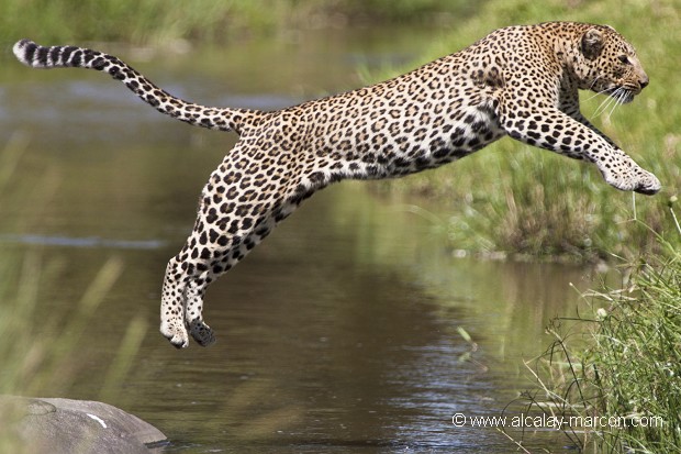 Léopard (Panthera pardus)