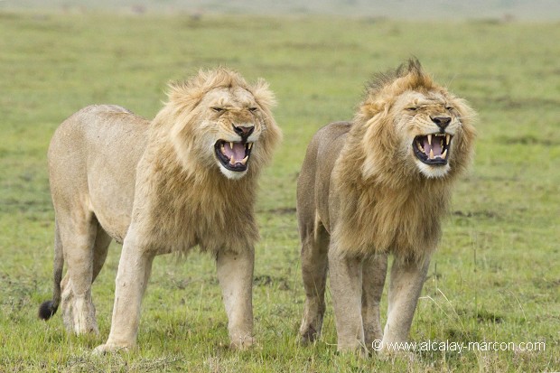 Lion (panthera leo)