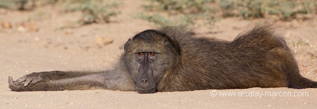 BABOUIN CHACMA ( papiocynocephalus ursinus)