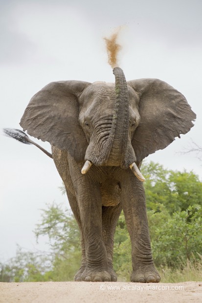 Eléphant d'Afrique (Loxodonta africana)