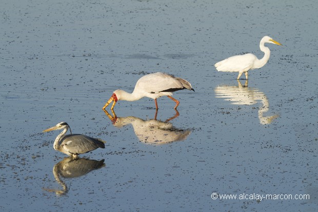 Héron cendré (Ardea cinerea) + Tantale ibis (Mycteria ibis)+Grande aigrette( Casmerodius albus)