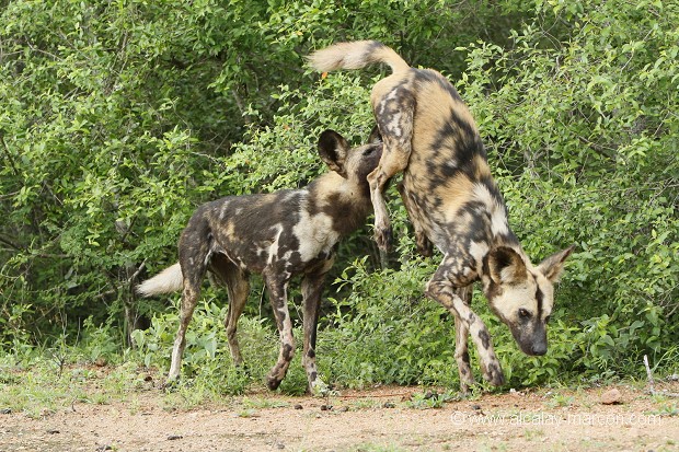 Tête à queue