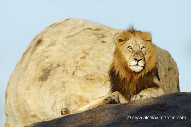 le roi  lion