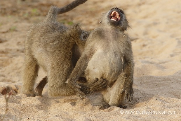 Singe rit