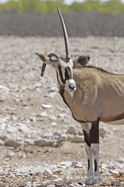 oryx à une corne malformée