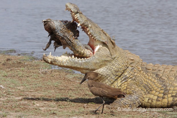 Crocodile du Nil dévorant un congénère