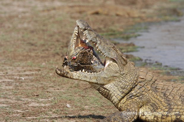 Crocodile du Nil dévorant un congénère