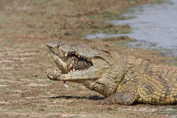 Crocodile du Nil dévorant un congénère