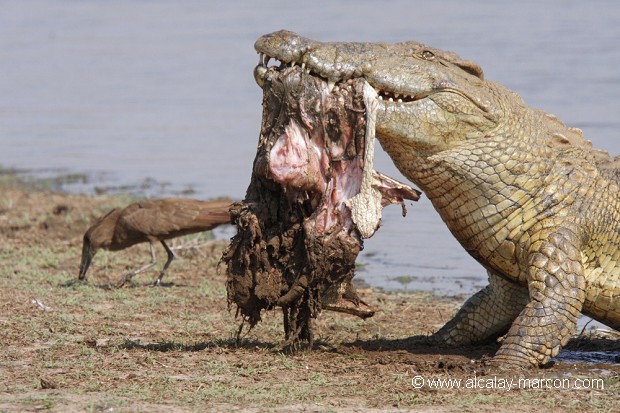 Crocodile du Nil dévorant un congénère