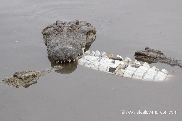Crocodiles du Nil dévorant un congénère