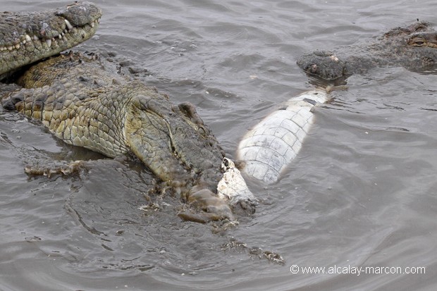 Crocodiles du Nil dévorant un congénère