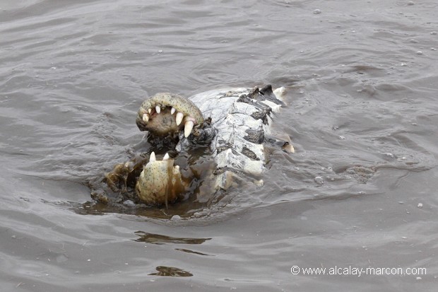 Crocodile du Nil dévorant un congénère