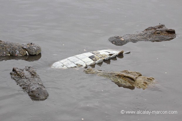 Crocodiles du Nil dévorant un congénère