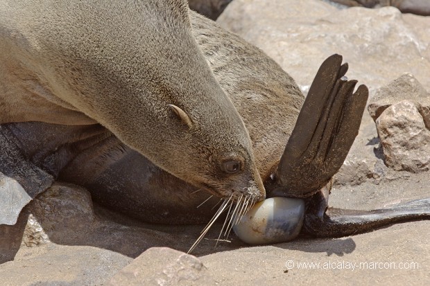 Naissance d'une otarie du Cap
