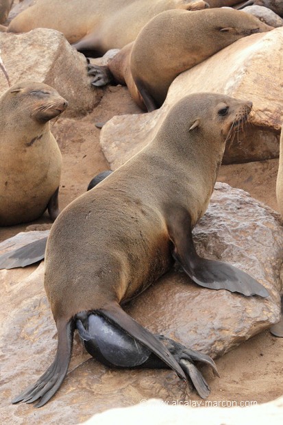 Naissance d'une otarie du Cap