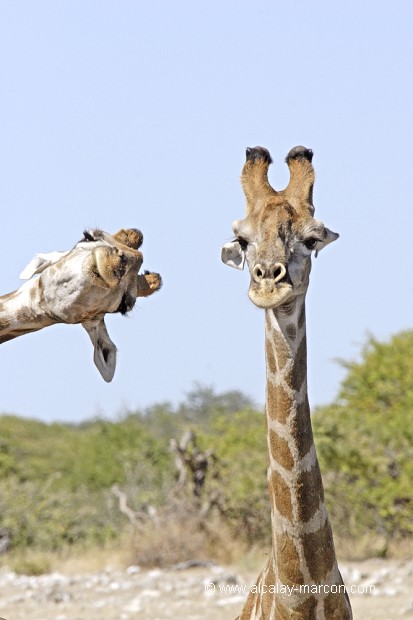 Coucou !