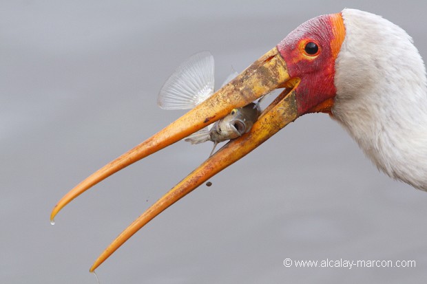 Tantale ibis et poisson